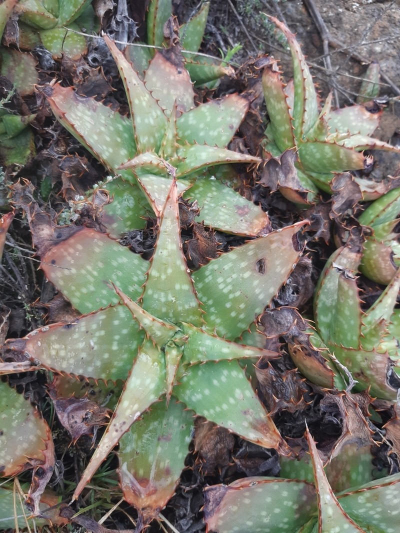 Aloe grandidentata photo 4