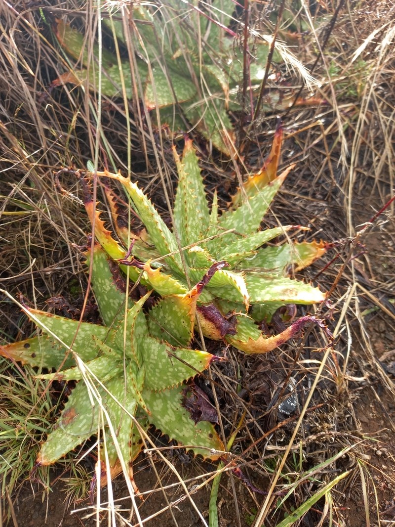 Aloe grandidentata photo 5