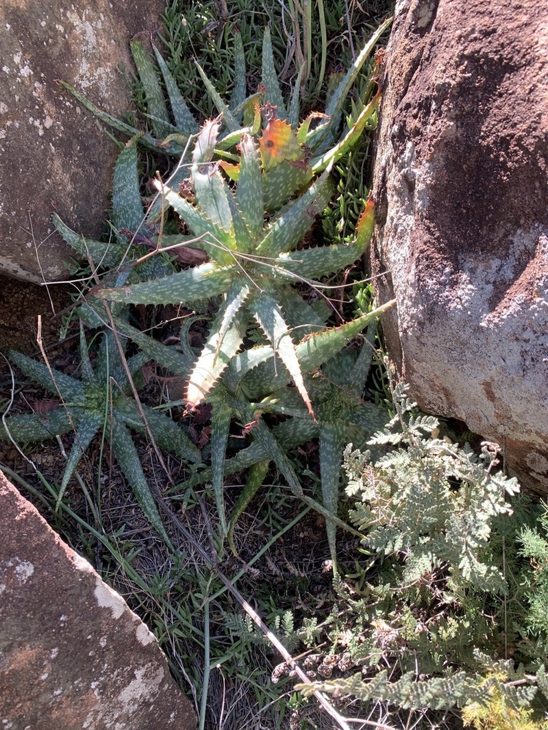 Aloe grandidentata photo 6