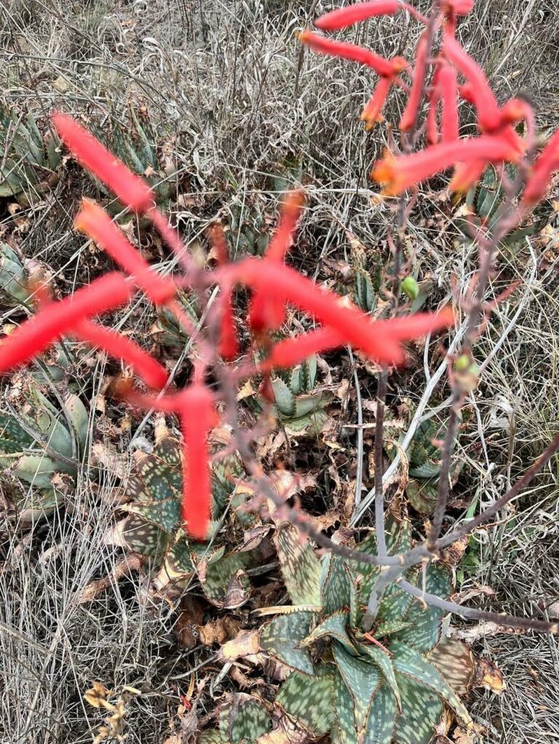 Aloe grandidentata photo 7