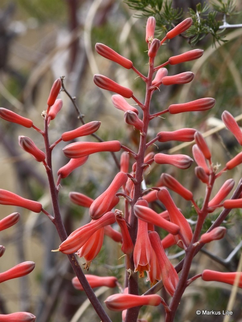 Aloe grandidentata photo 8