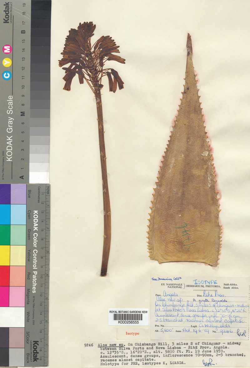 Aloe grata