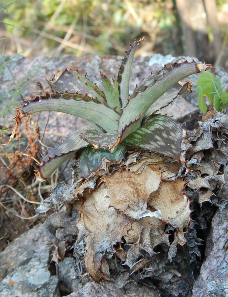 Aloe greatheadii