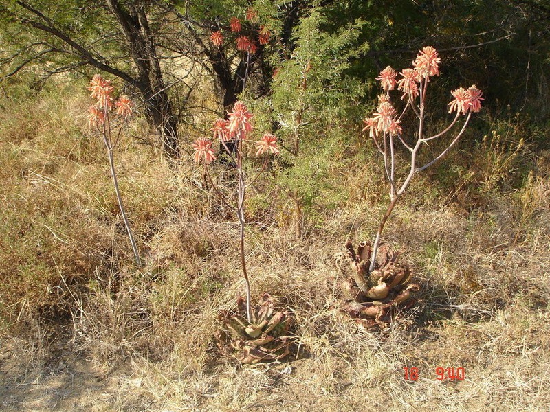 Aloe greatheadii photo 2