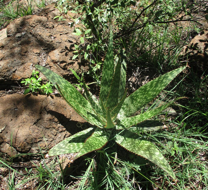 Aloe greatheadii photo 3