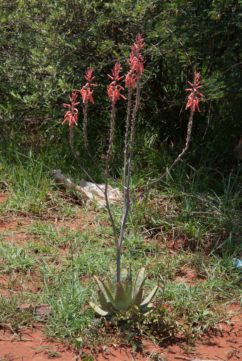 Aloe greatheadii photo 4