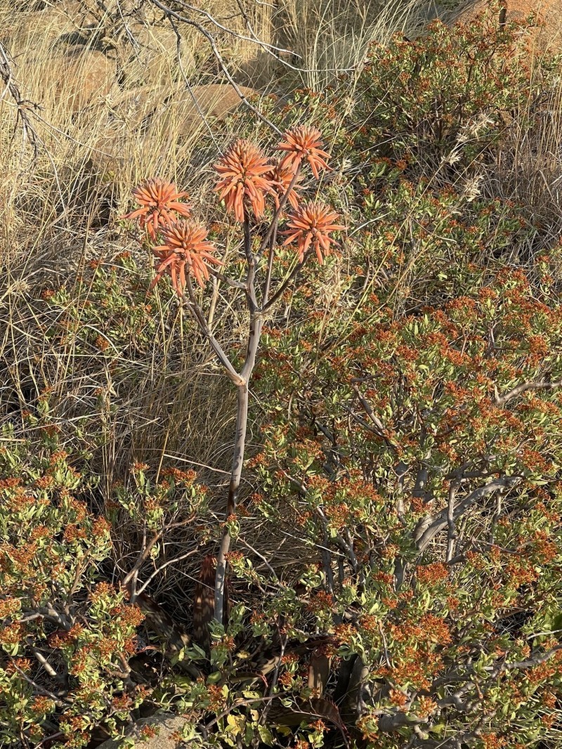 Aloe greatheadii photo 6