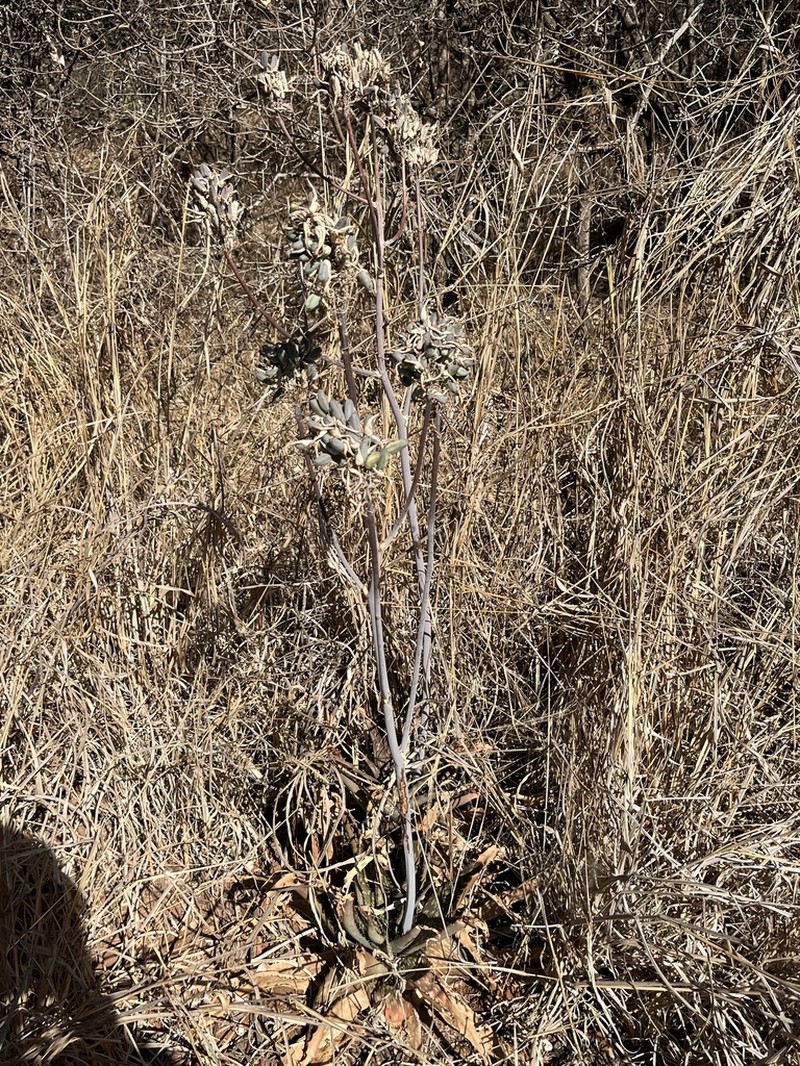 Aloe greatheadii photo 8
