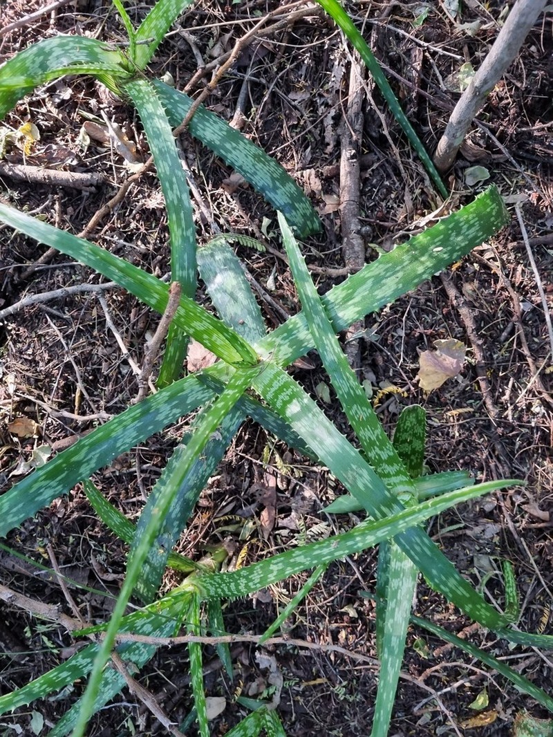 Aloe greenii