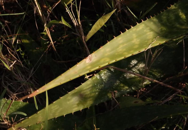 Aloe greenii photo 2