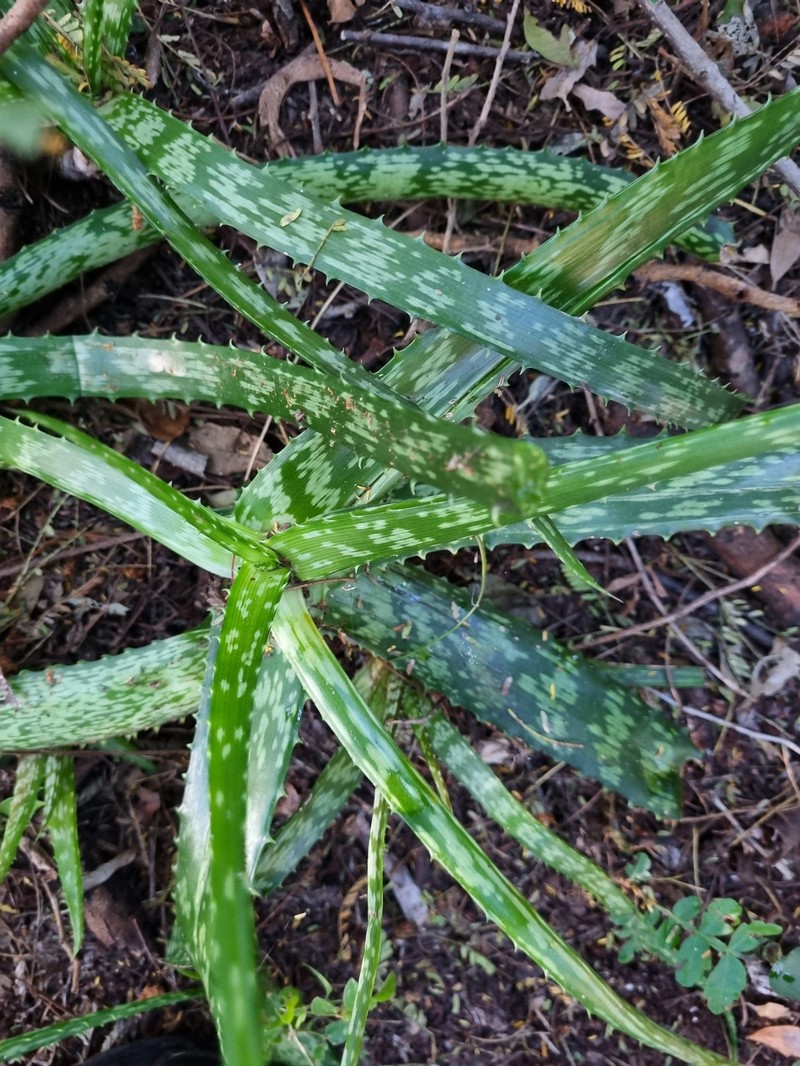 Aloe greenii photo 3