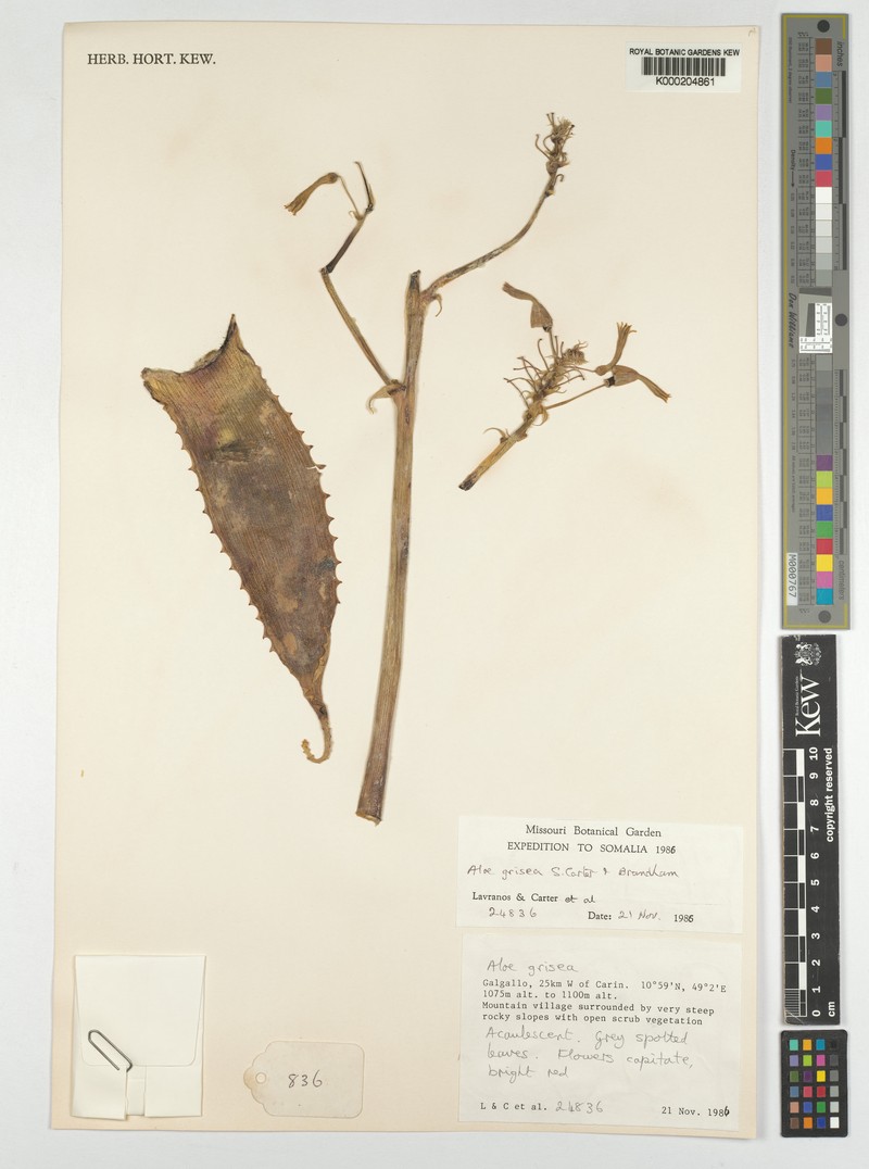 Aloe grisea