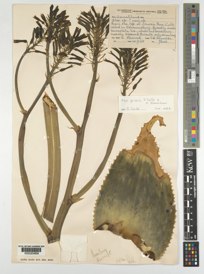 Aloe grisea photo 3