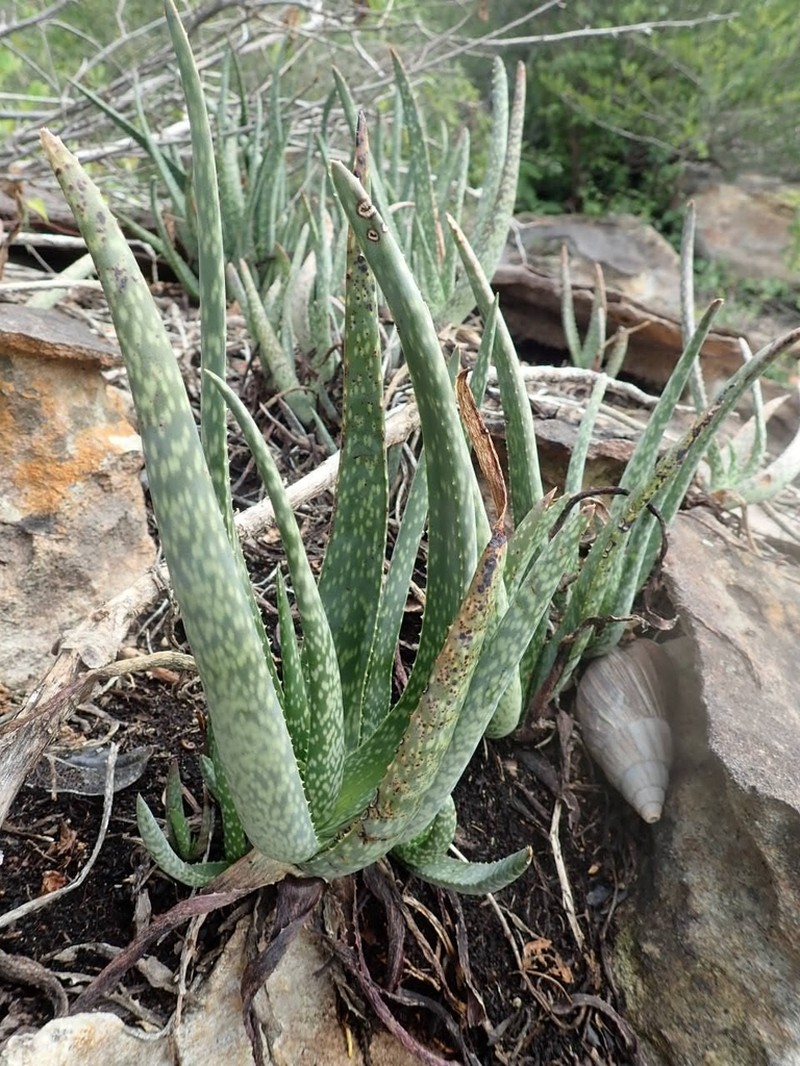 Aloe guillaumetii