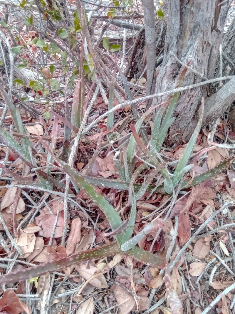 Aloe guillaumetii photo 2