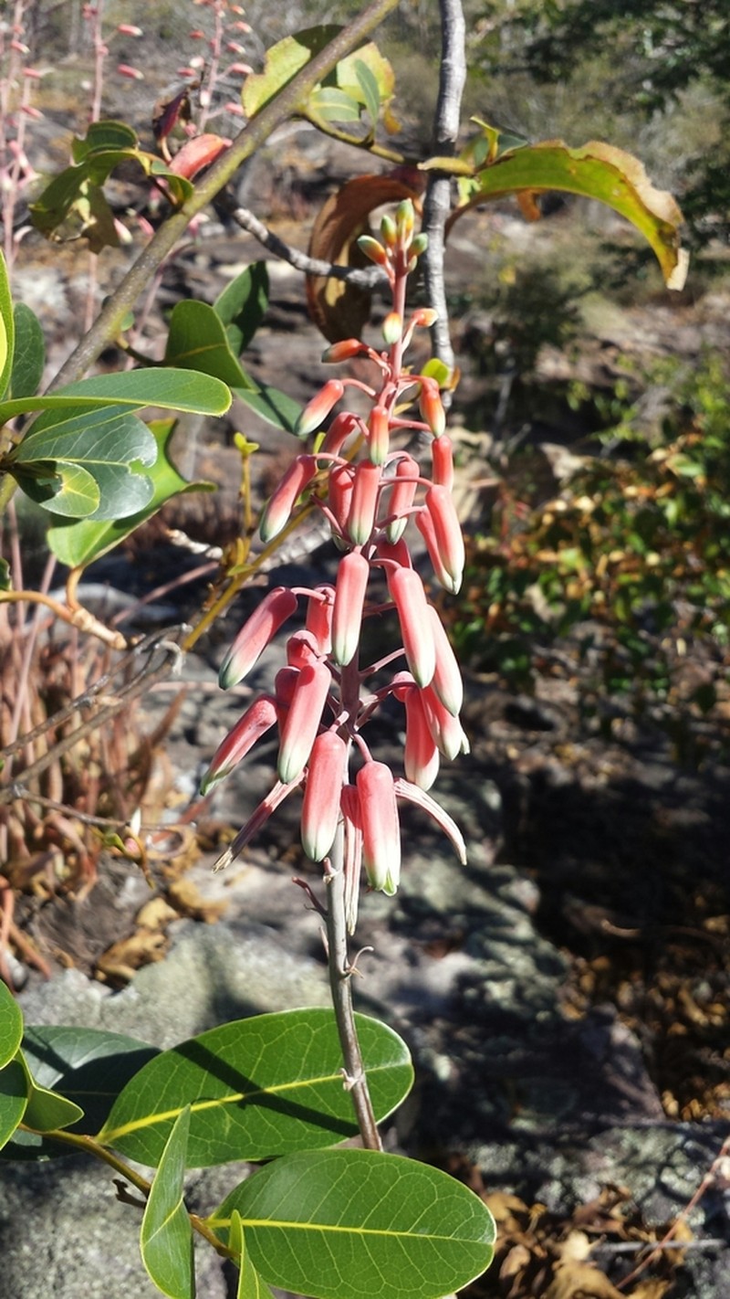 Aloe guillaumetii photo 3