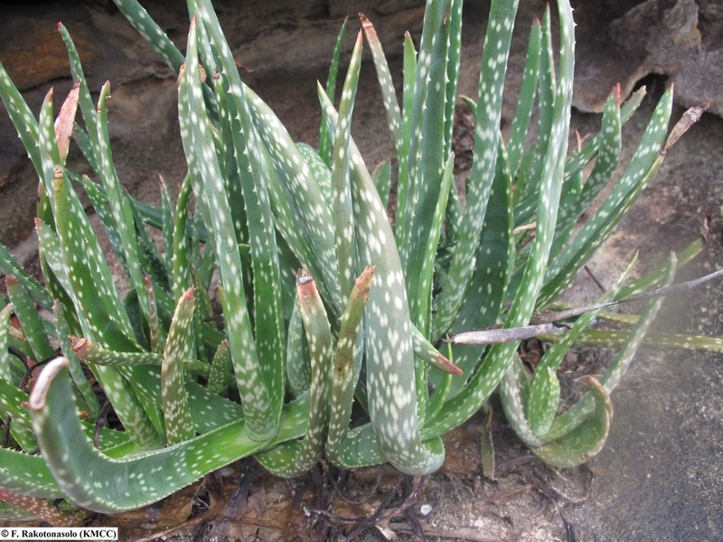 Aloe guillaumetii photo 4