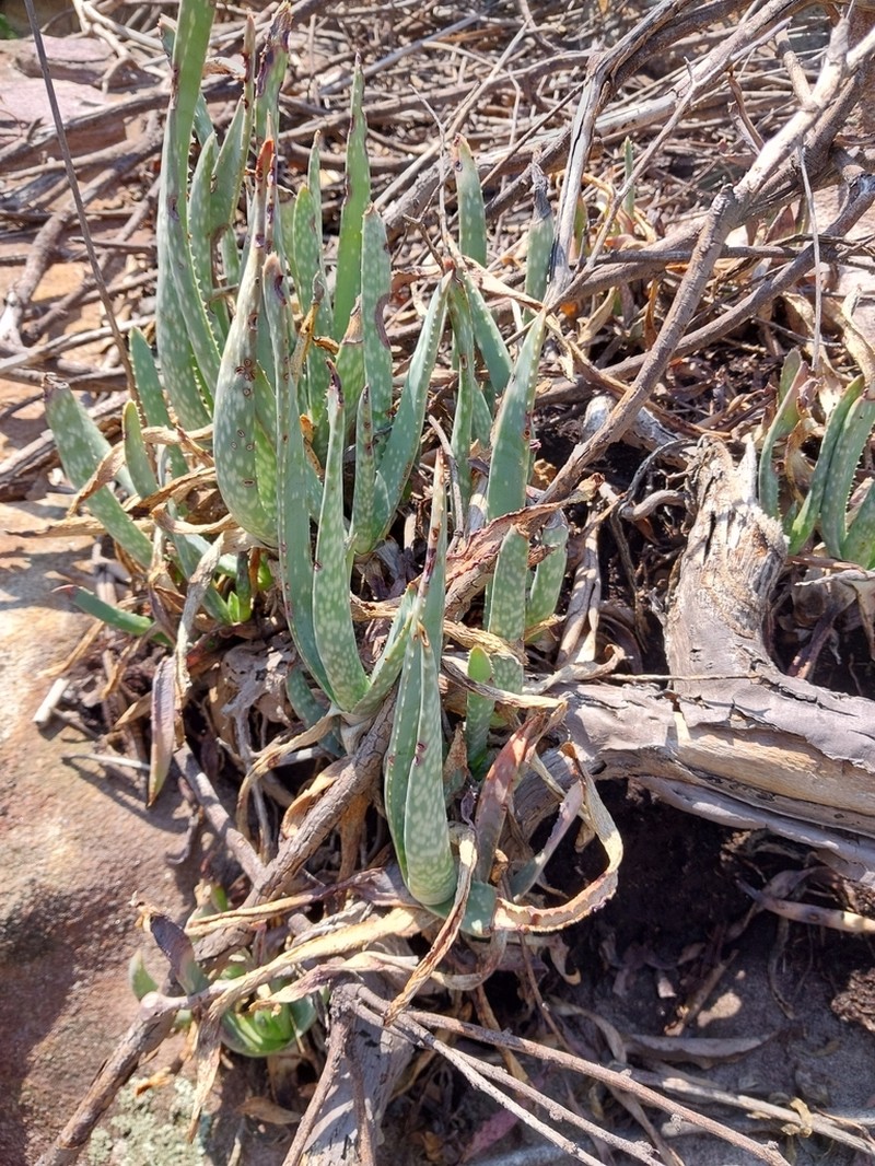 Aloe guillaumetii photo 5