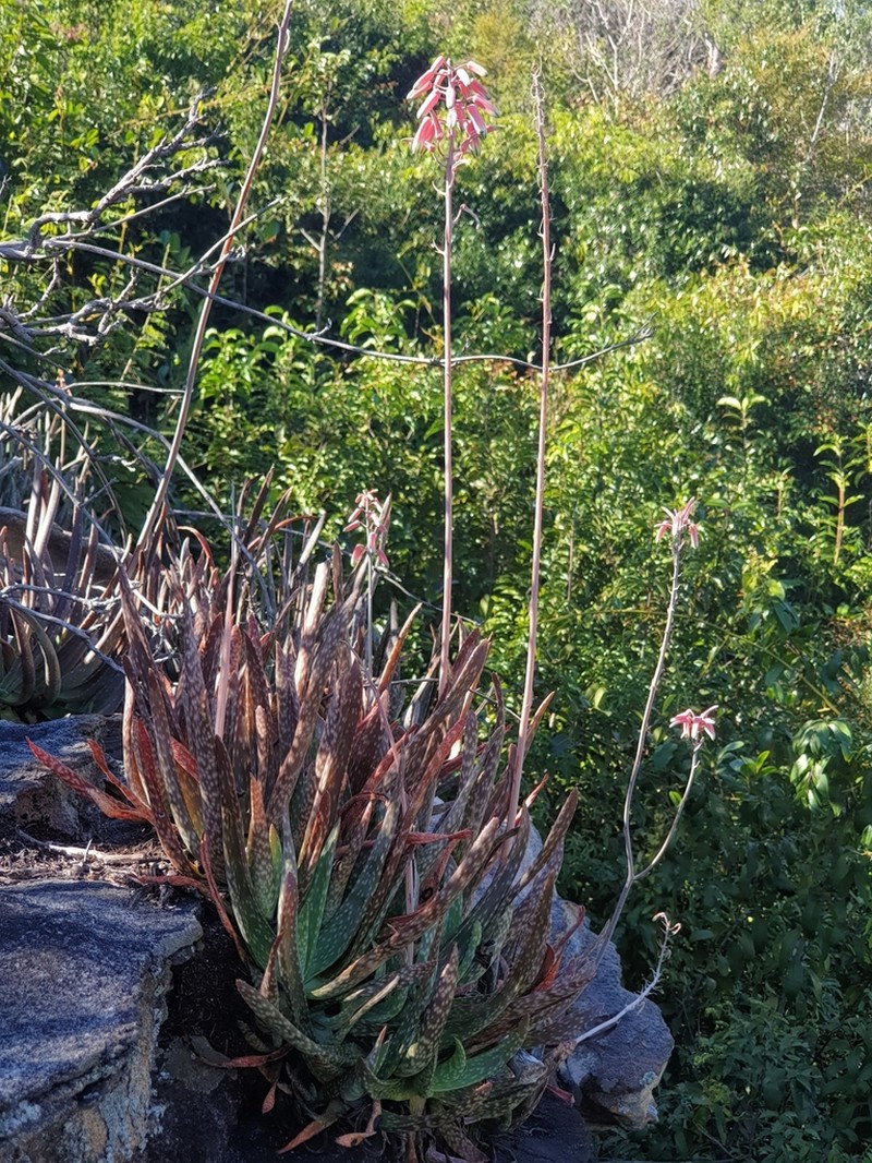 Aloe guillaumetii photo 6