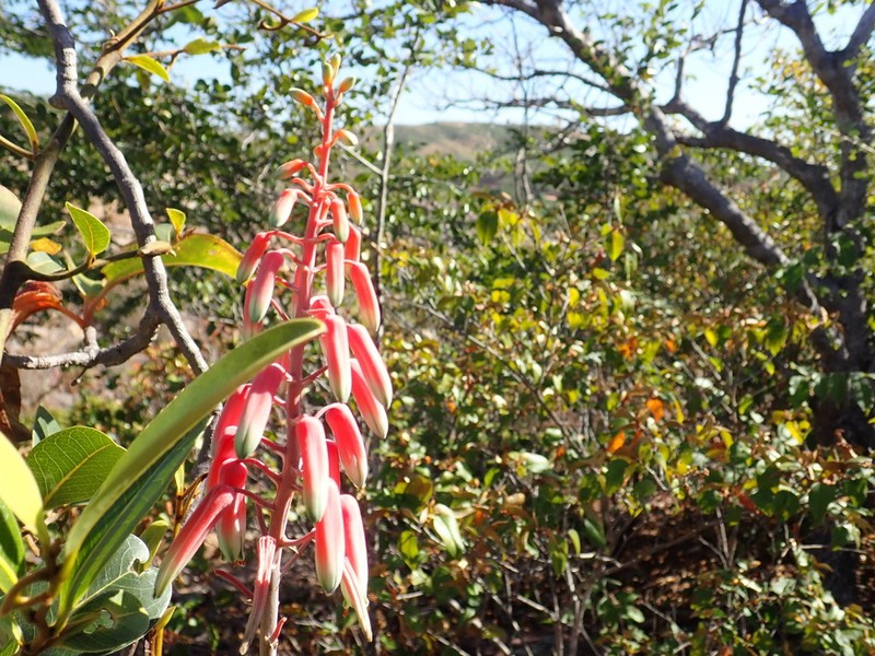 Aloe guillaumetii photo 7