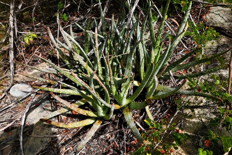 Aloe guillaumetii photo 8