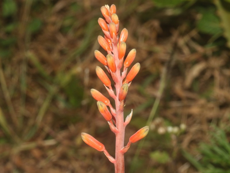 Aloe haggeherensis photo 2