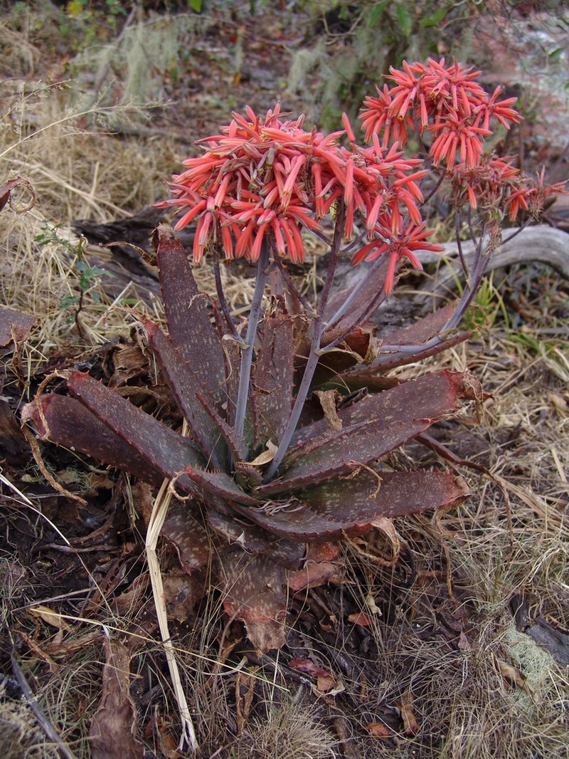 Aloe hahnii photo 2