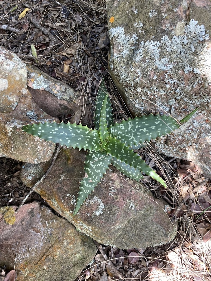 Aloe hahnii photo 3