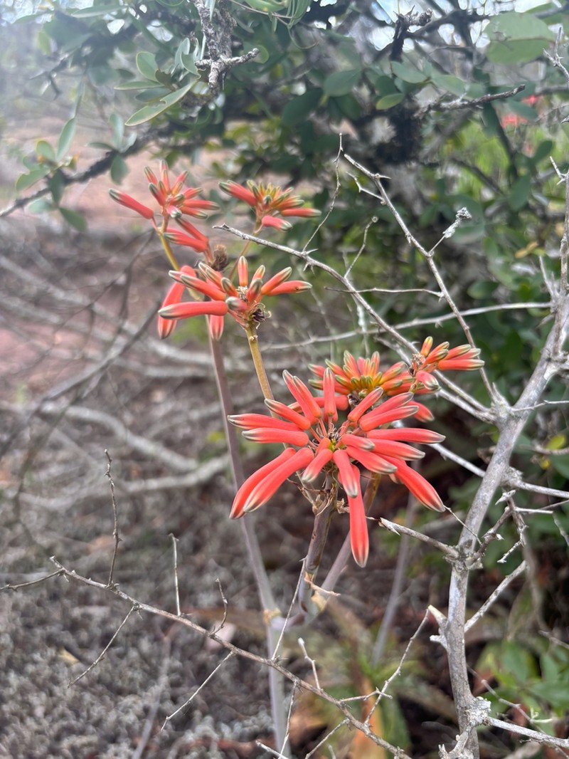 Aloe hahnii photo 4