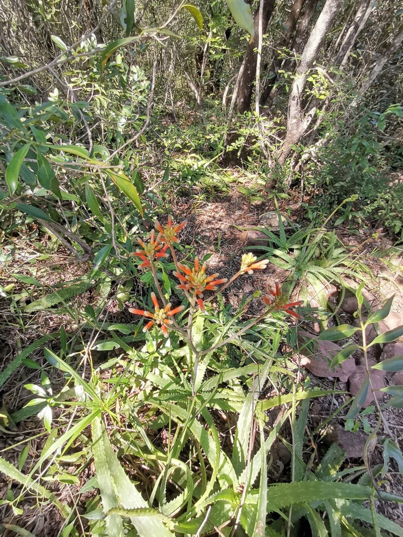Aloe hahnii photo 5