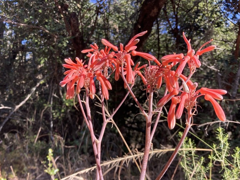 Aloe hahnii photo 6