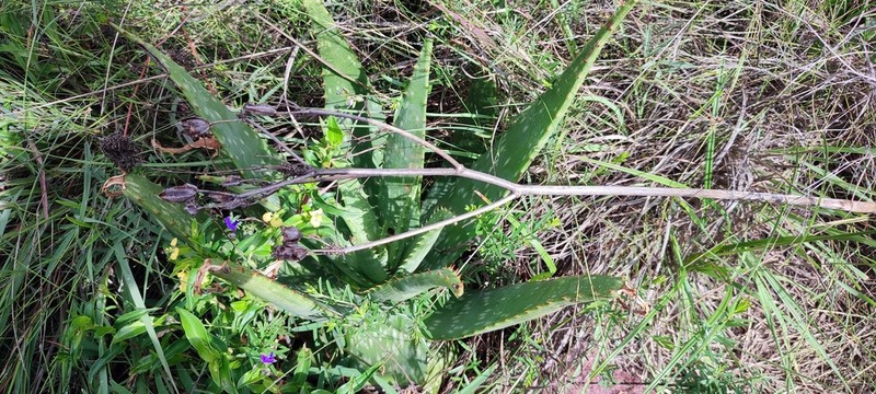 Aloe hahnii photo 7