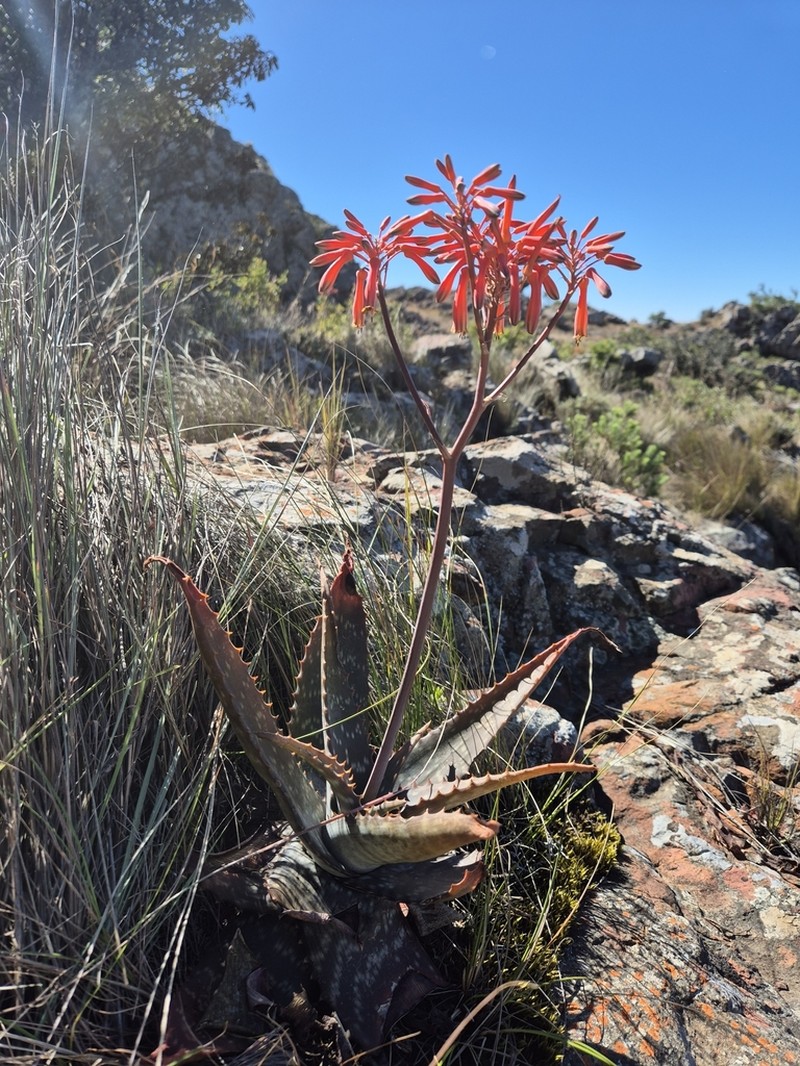 Aloe hahnii photo 8