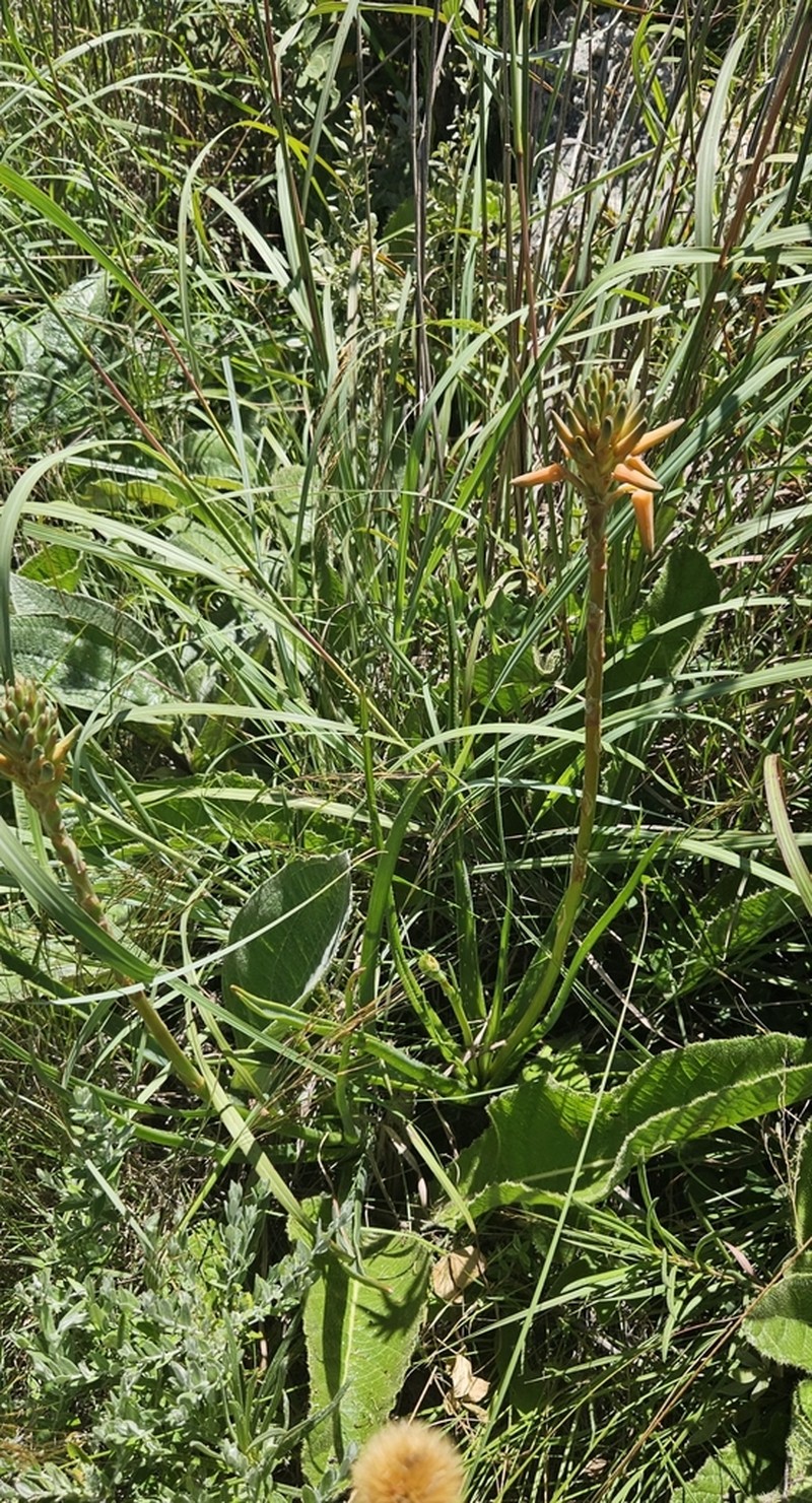 Aloe hankeyi photo 2