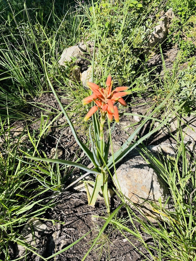 Aloe hankeyi photo 3