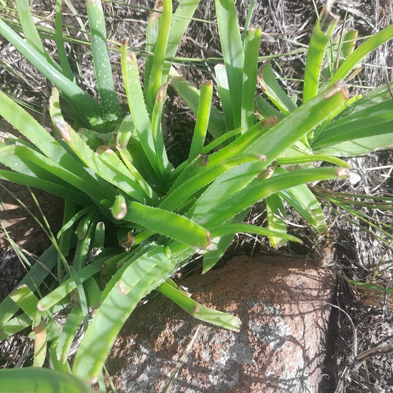 Aloe hankeyi photo 4
