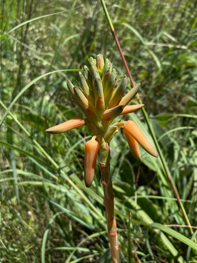 Aloe hankeyi photo 5