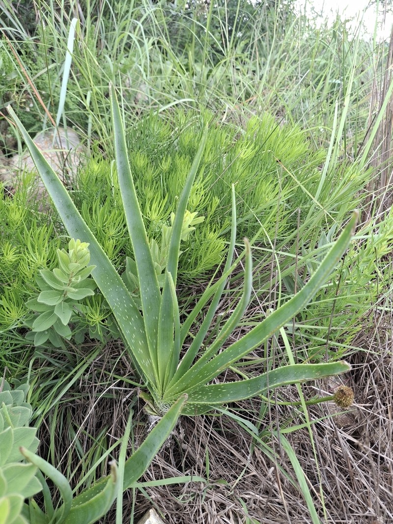 Aloe hankeyi photo 6
