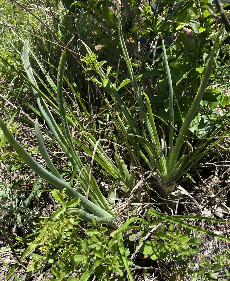 Aloe hankeyi photo 7