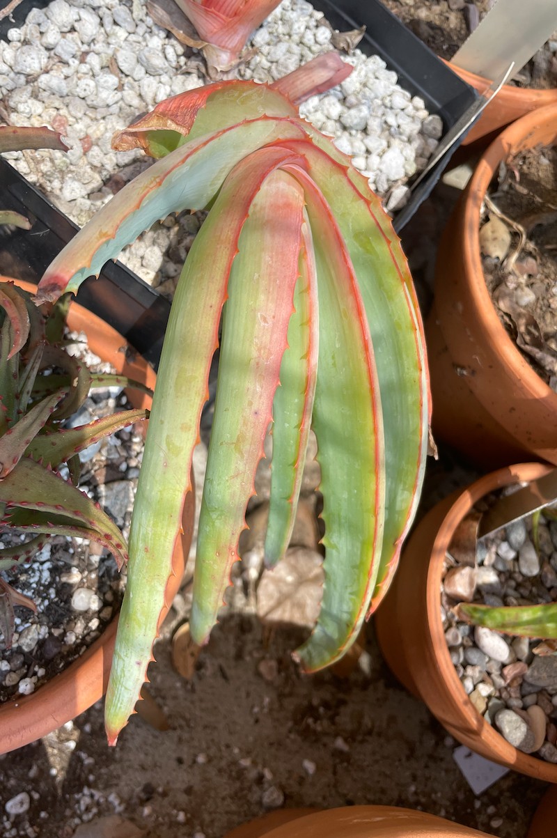 Aloe hardyi