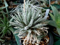 Aloe haworthioides