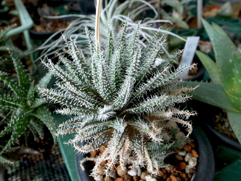 Aloe haworthioides