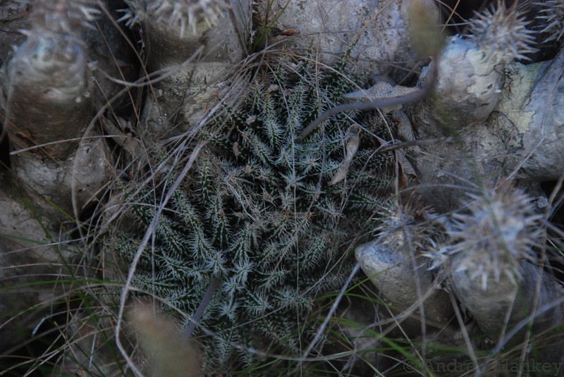 Aloe haworthioides photo 2