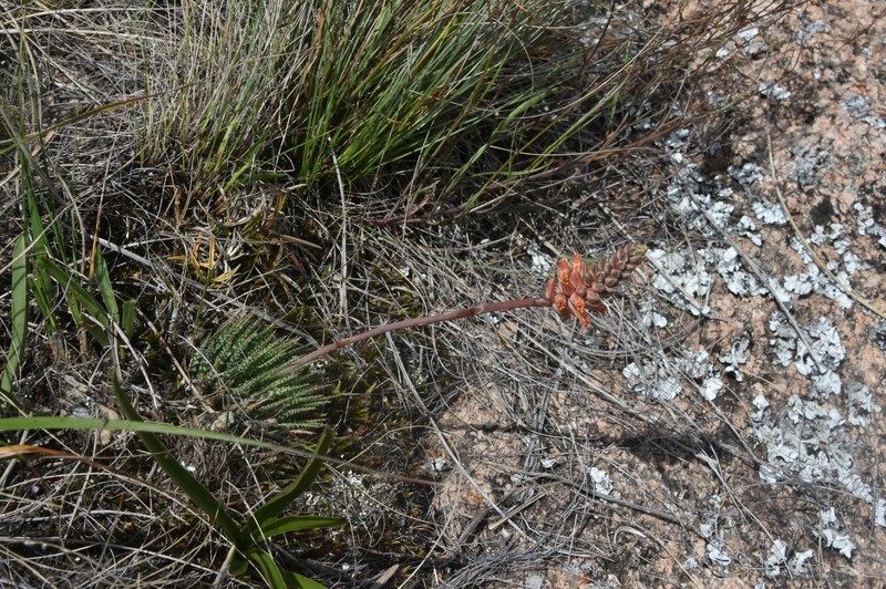 Aloe haworthioides photo 5