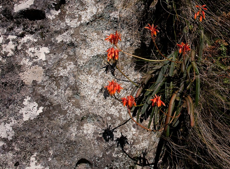 Aloe hazeliana