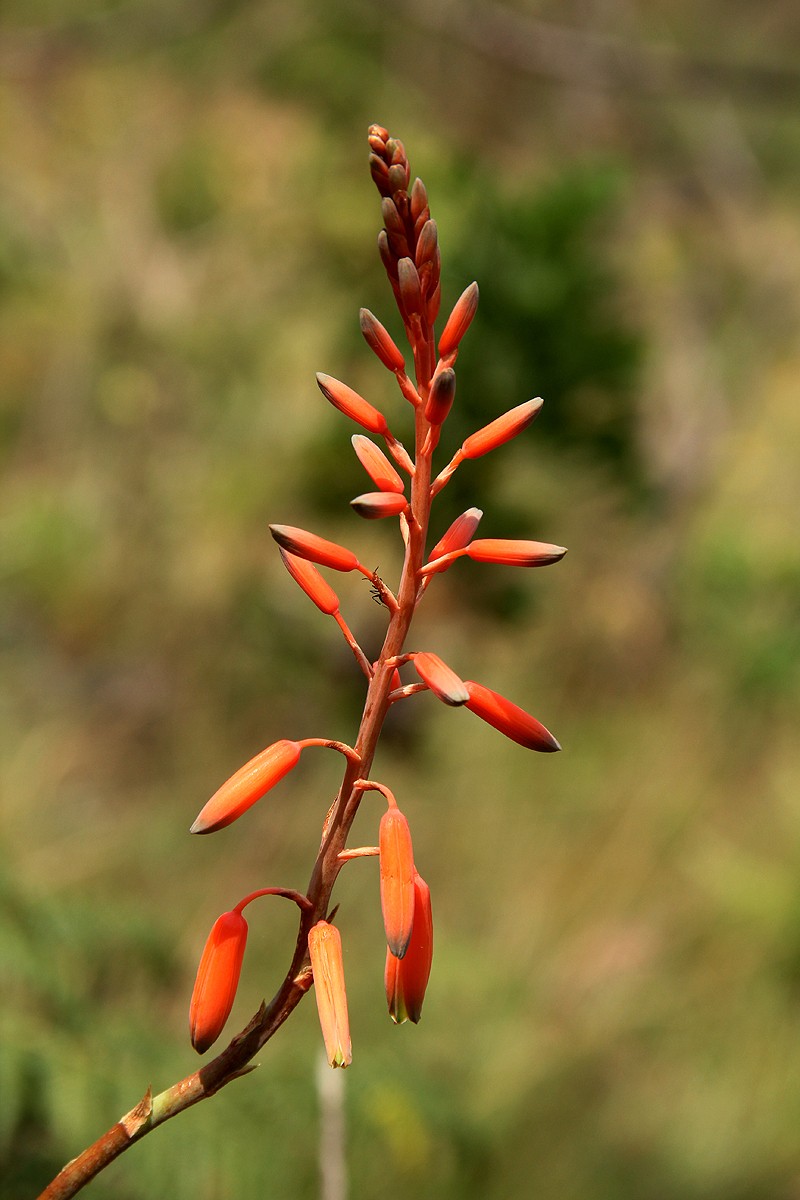 Aloe hazeliana photo 5