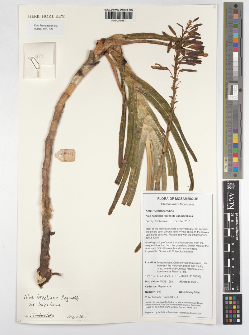 Aloe hazeliana photo 8