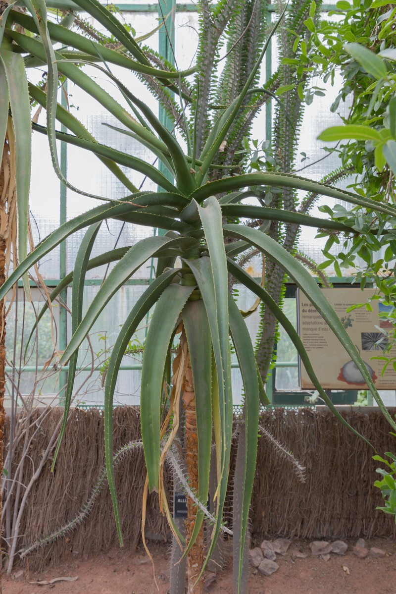 Aloe helenae