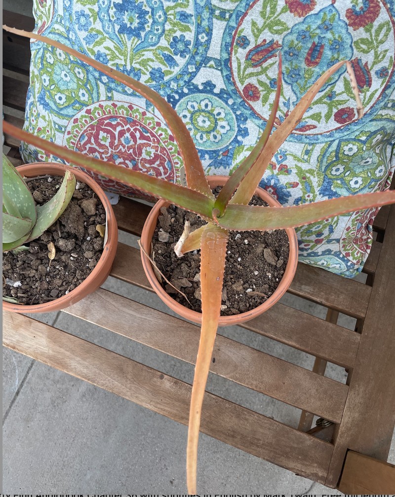 Aloe helenae photo 2