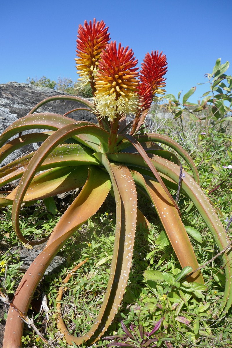 Aloe helenae photo 3